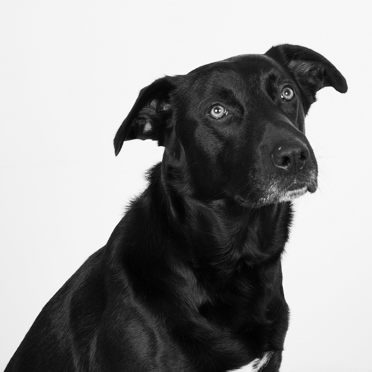 portrait chien en studio photo